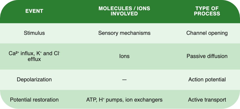 Action Potential in Plants